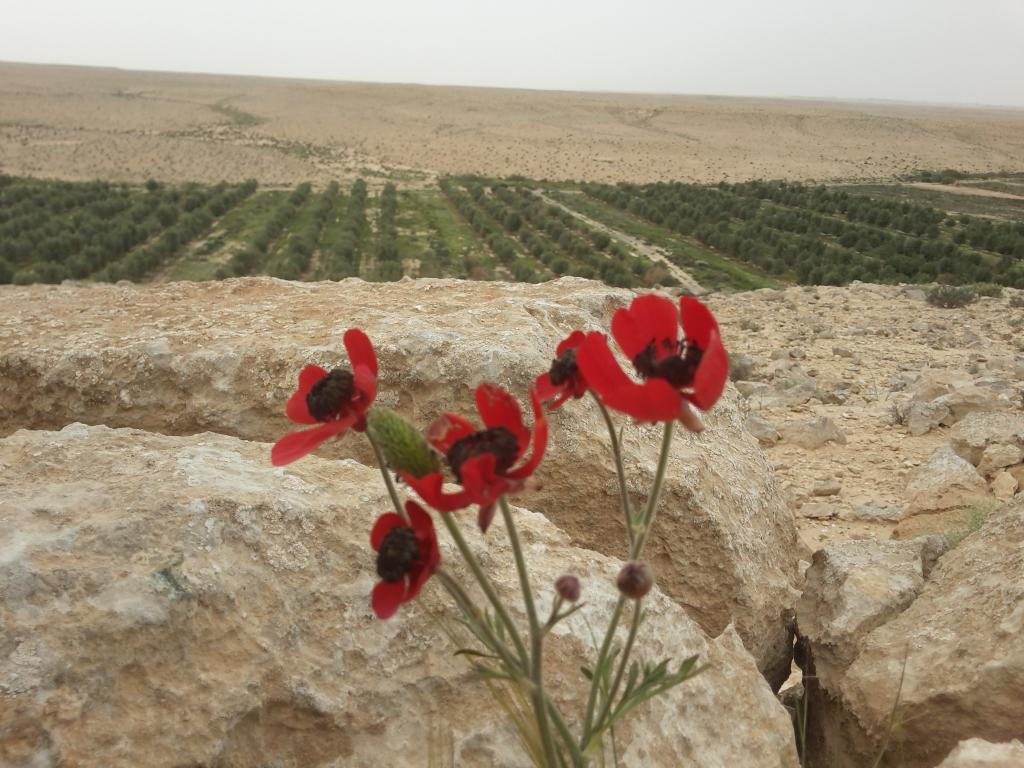 The desert will bloom -  Isaie 35:1  winter 2015